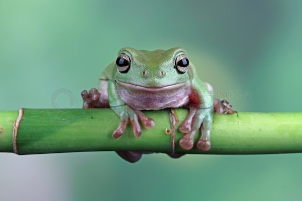  Litoria caerulea д֦