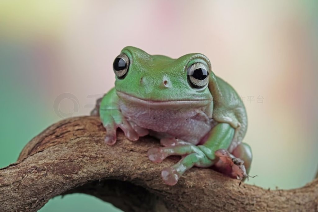  Litoria caerulea д֦