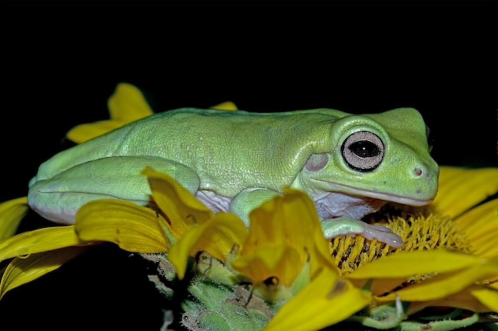 ̻ϵİ Litoria caerulea