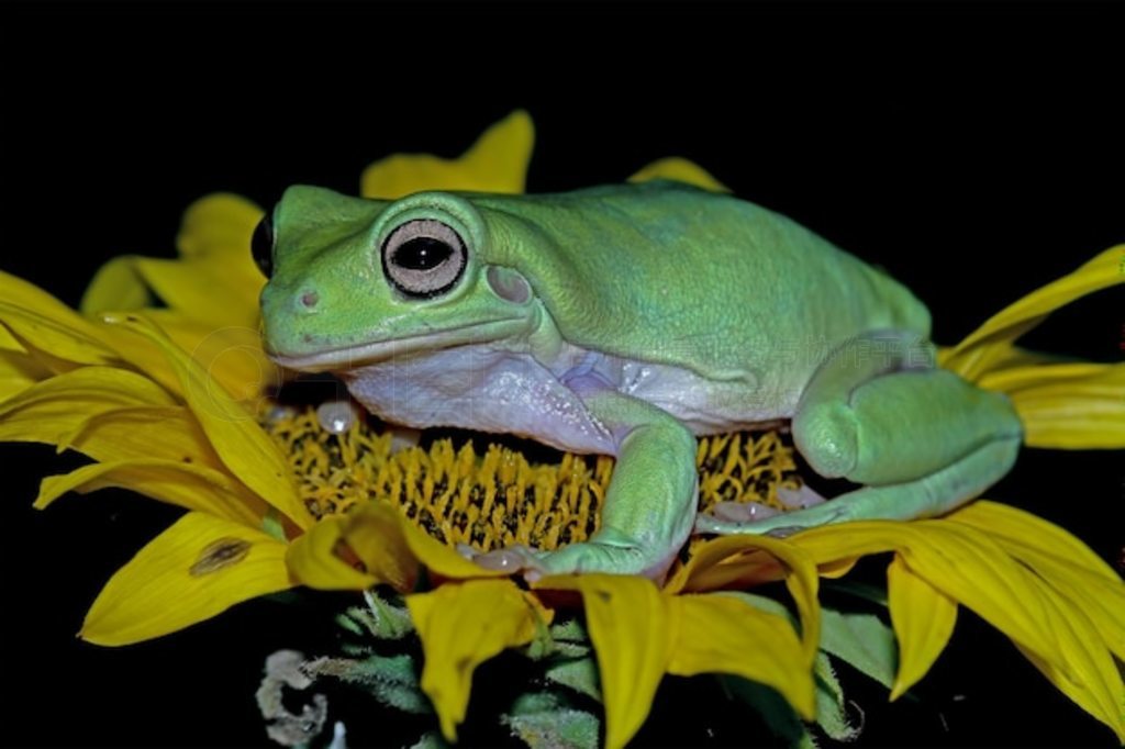 ̻ϵİ Litoria caerulea