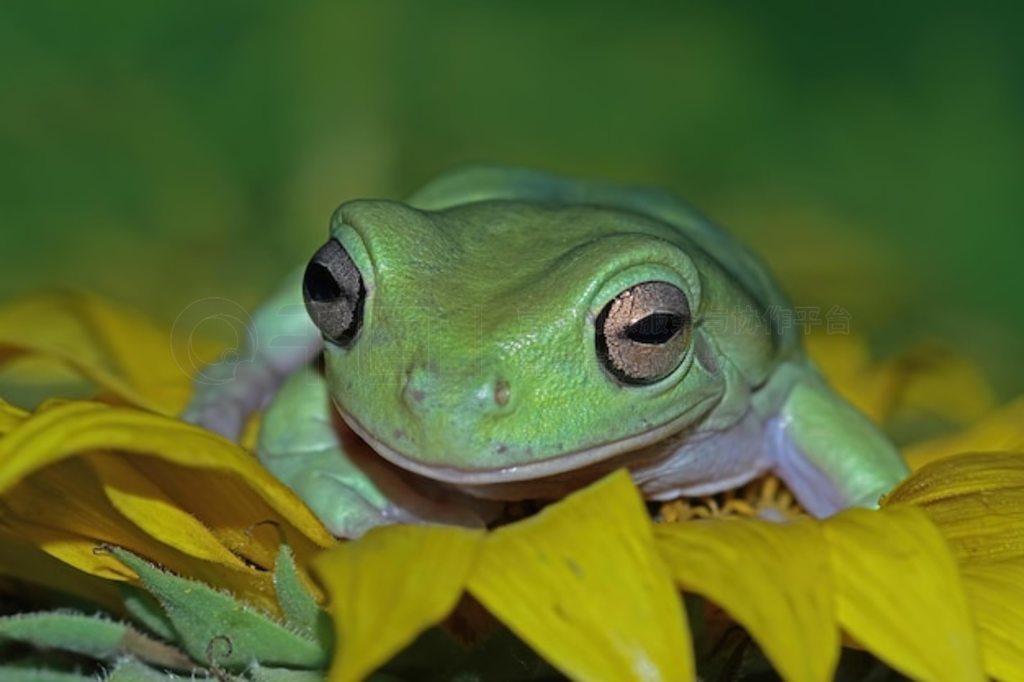 ̻ϵİ Litoria caerulea