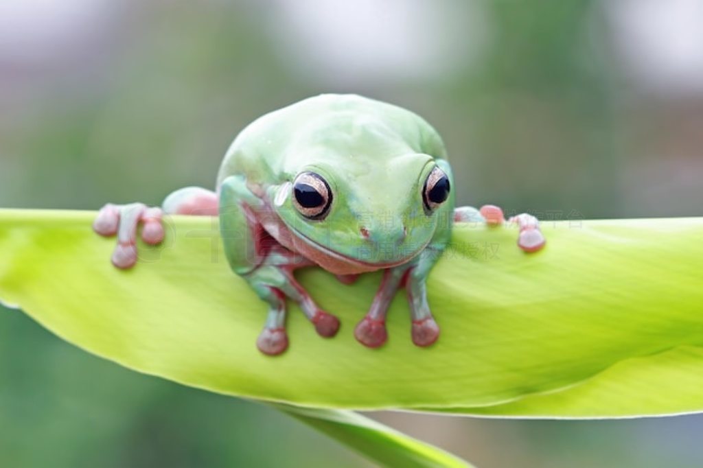 Ҷϵİ litoria caerulea ֦ϵİܶд