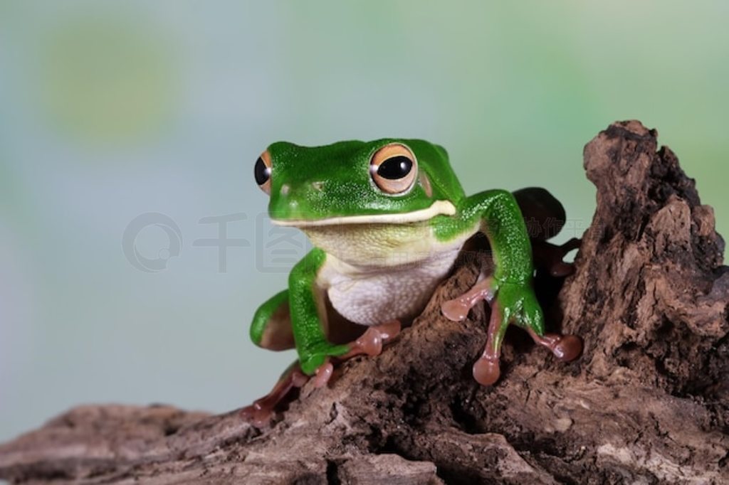 ״ Litoria infrafrenata ľͷ ״ Litoria infrafrenata д