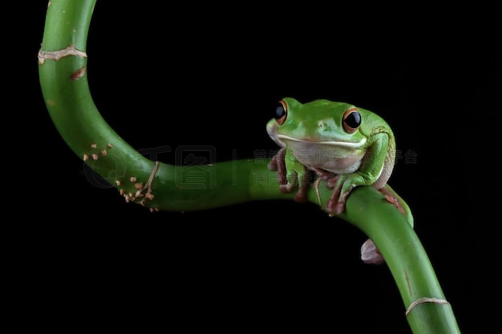 ֦ϵİ״ Litoria infrafrenata