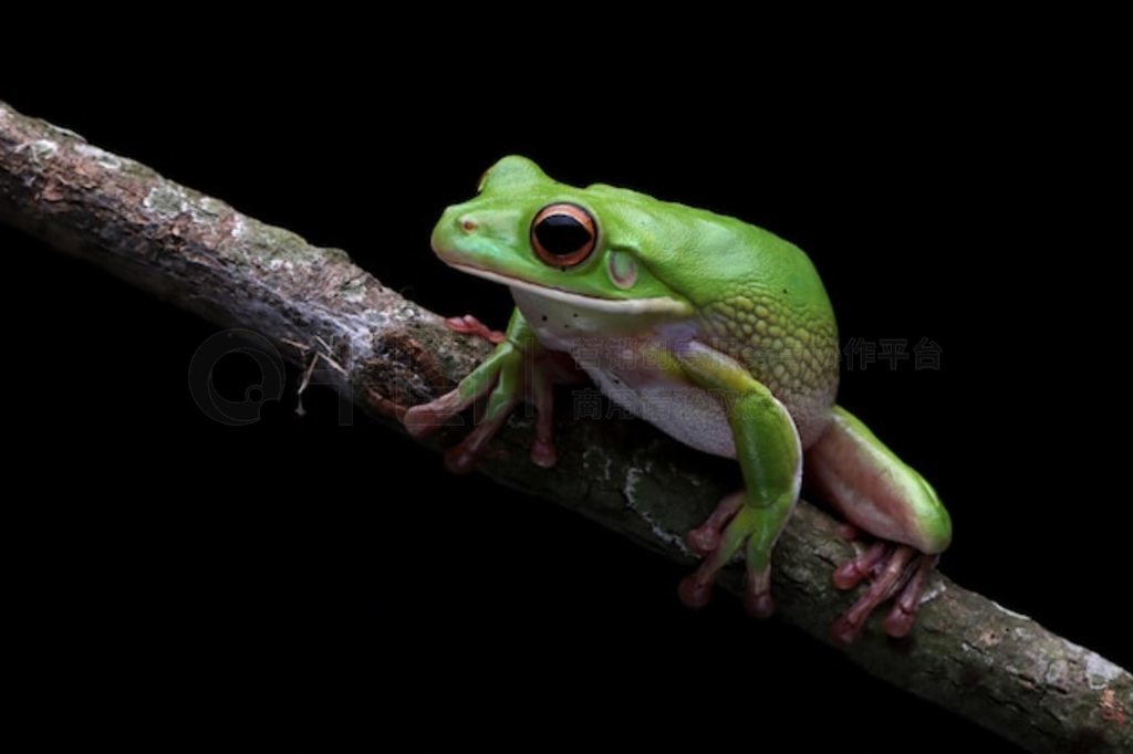 ֦ϵİ״ Litoria infrafrenata