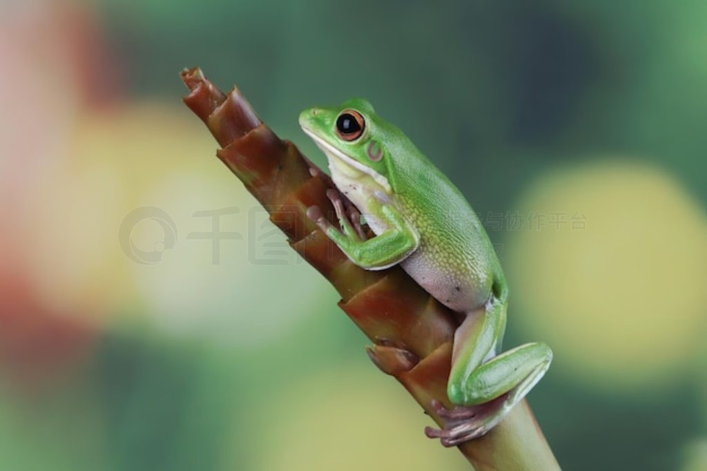 ֦ϵİ״ Litoria infrafrenata