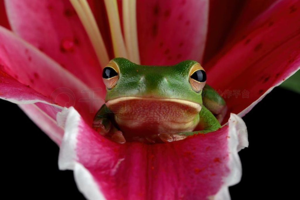 ϵİ״ Litoria infrafrenata