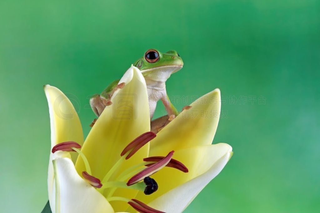 ϵİ״ Litoria infrafrenata