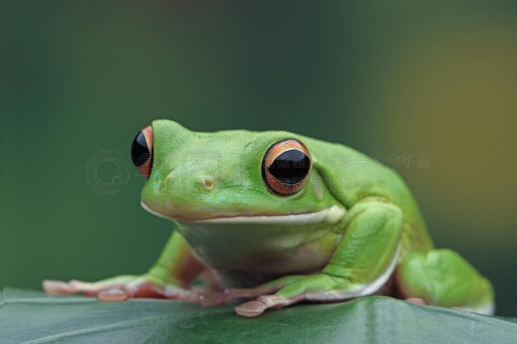 Ҷϵİ״ Litoria infrafrenata