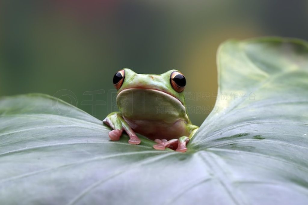 Ҷϵİ״ Litoria infrafrenata