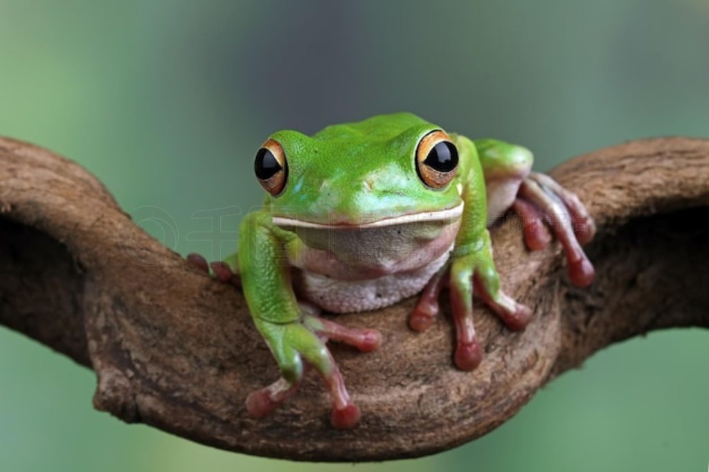 Ҷϵİ״ Litoria infrafrenata