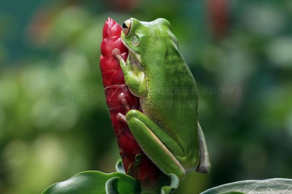 Ҷϵİ״ Litoria infrafrenata