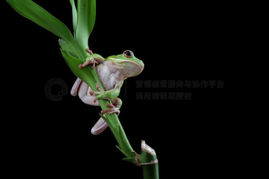 Ҷϵİ״ Litoria infrafrenata