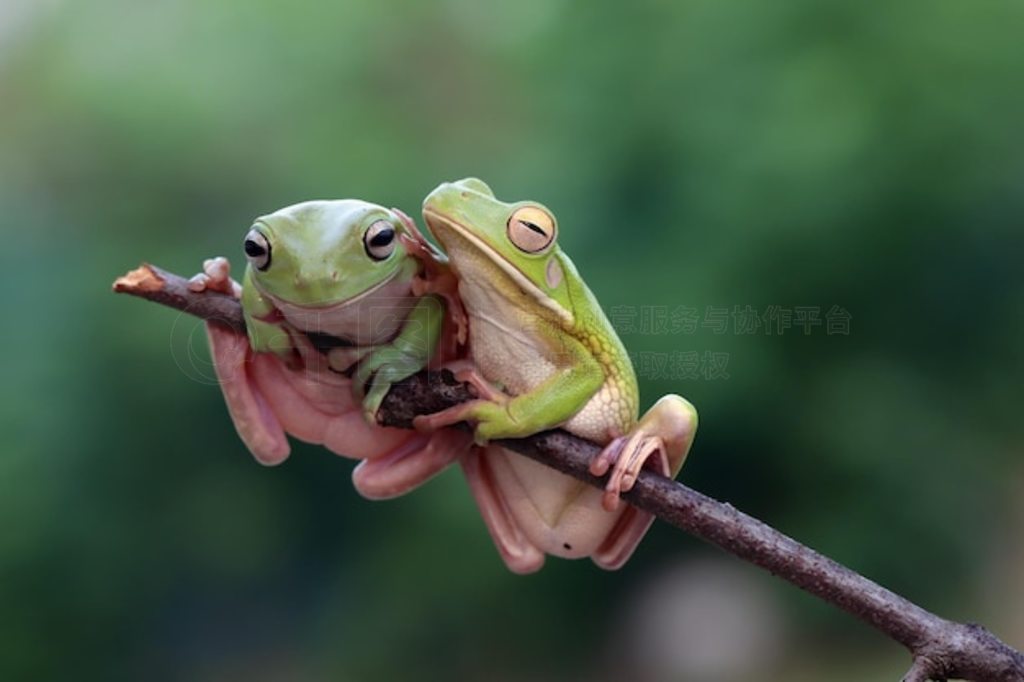 Ҷϵİ״ Litoria infrafrenata