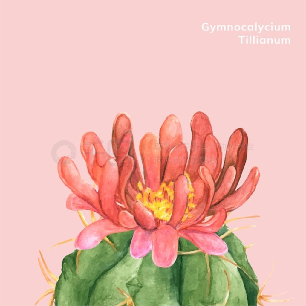 ֻgymnocalycium tilianum 