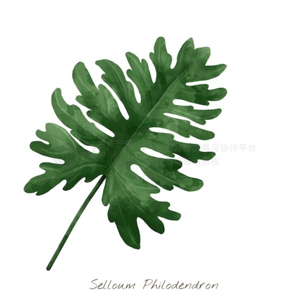 ɫϹ Selloum Philodendron Ҷ