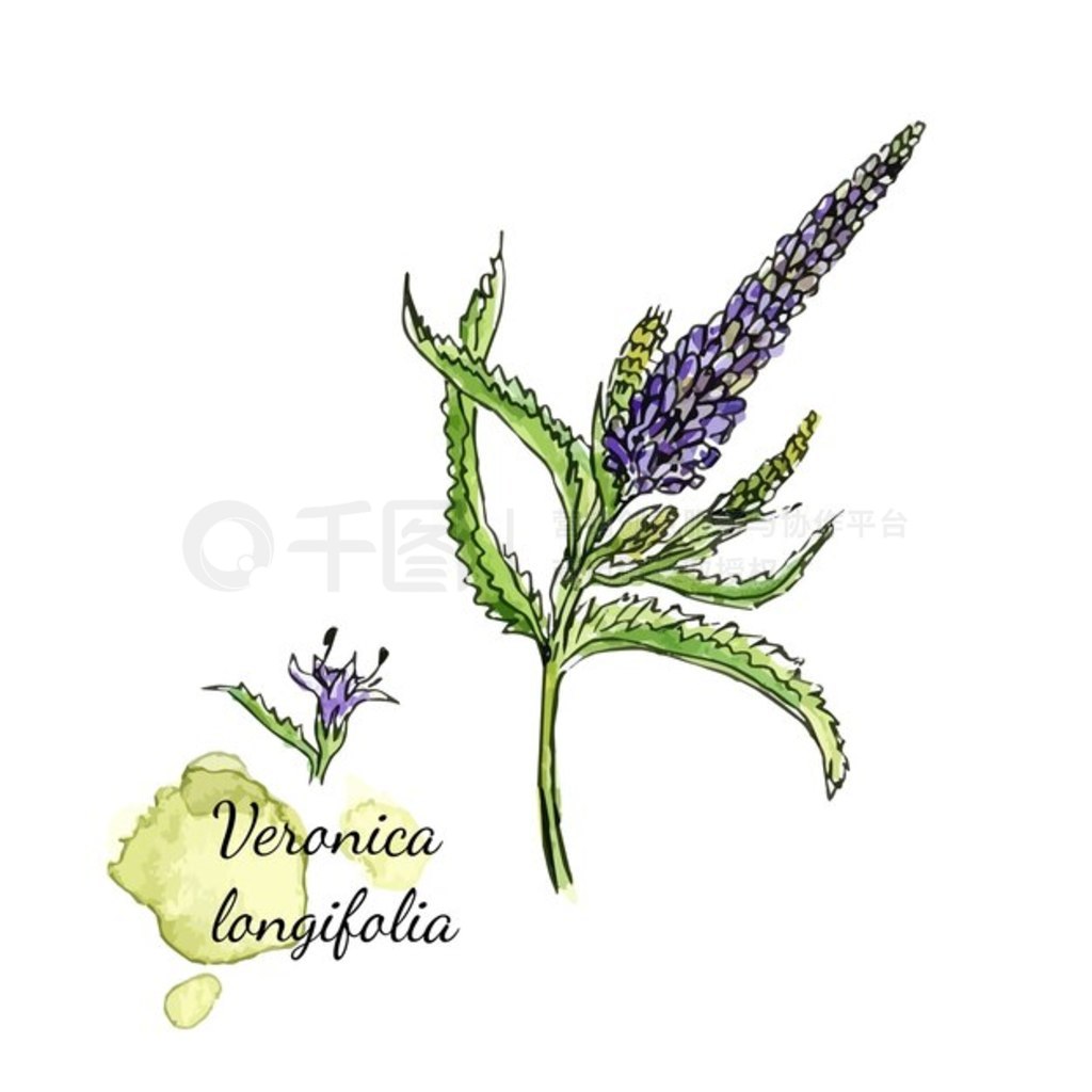 PrintMedicenal ݱֲ - Veronica longifoliaˮֲͼ