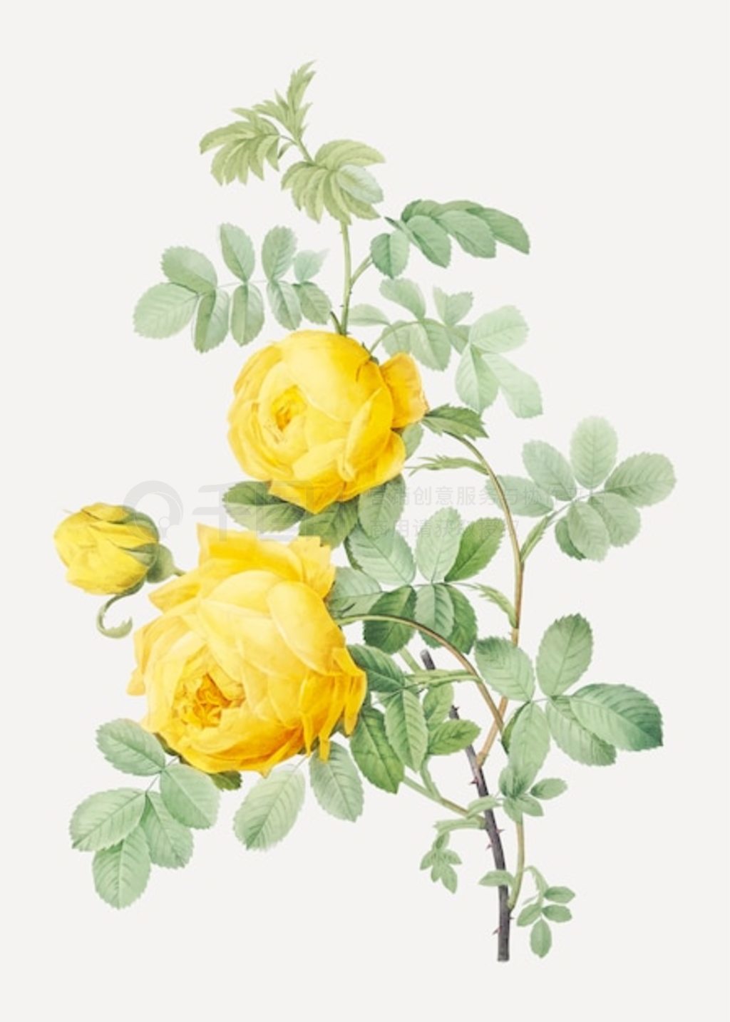 Rosa hemisphaericaҲΪǻõ (Rosasulfea) Les Roses (1817-1824)