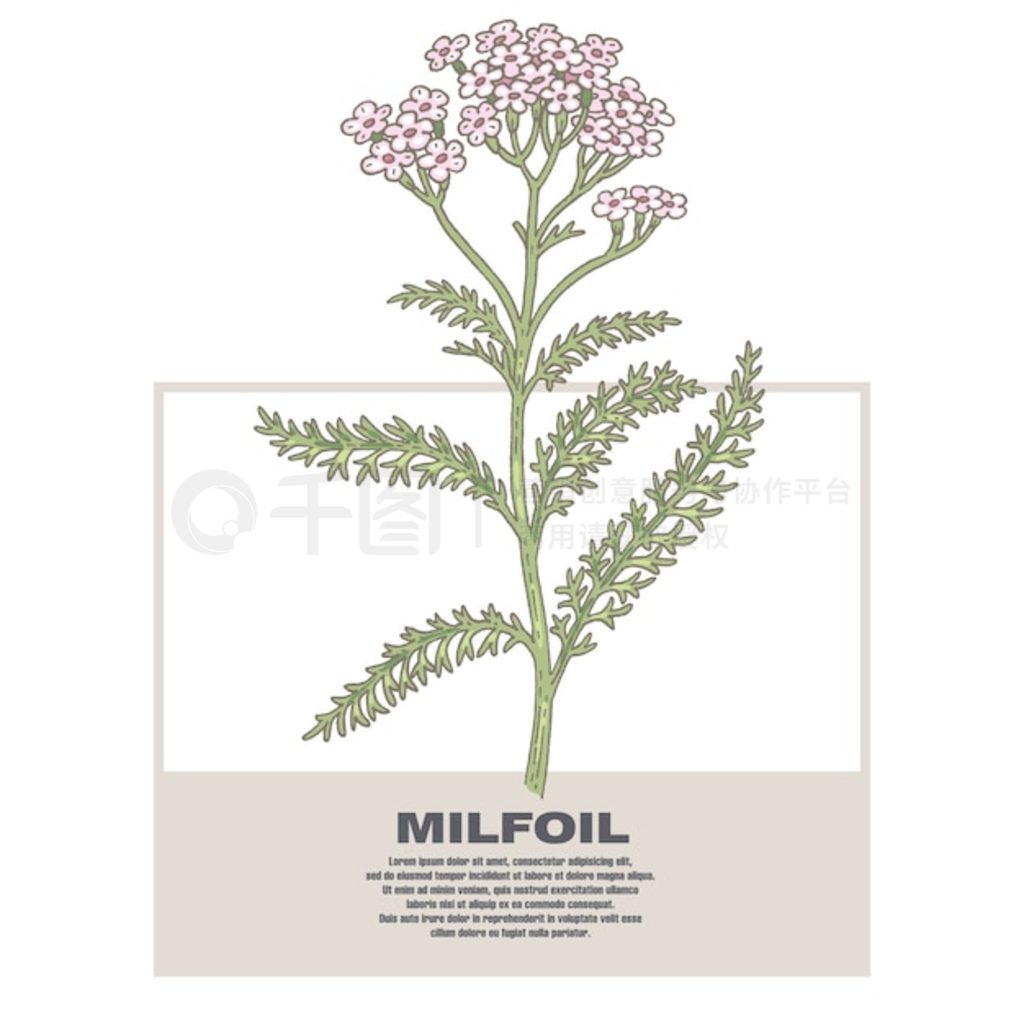 ҩ Milfoil Ĳͼ