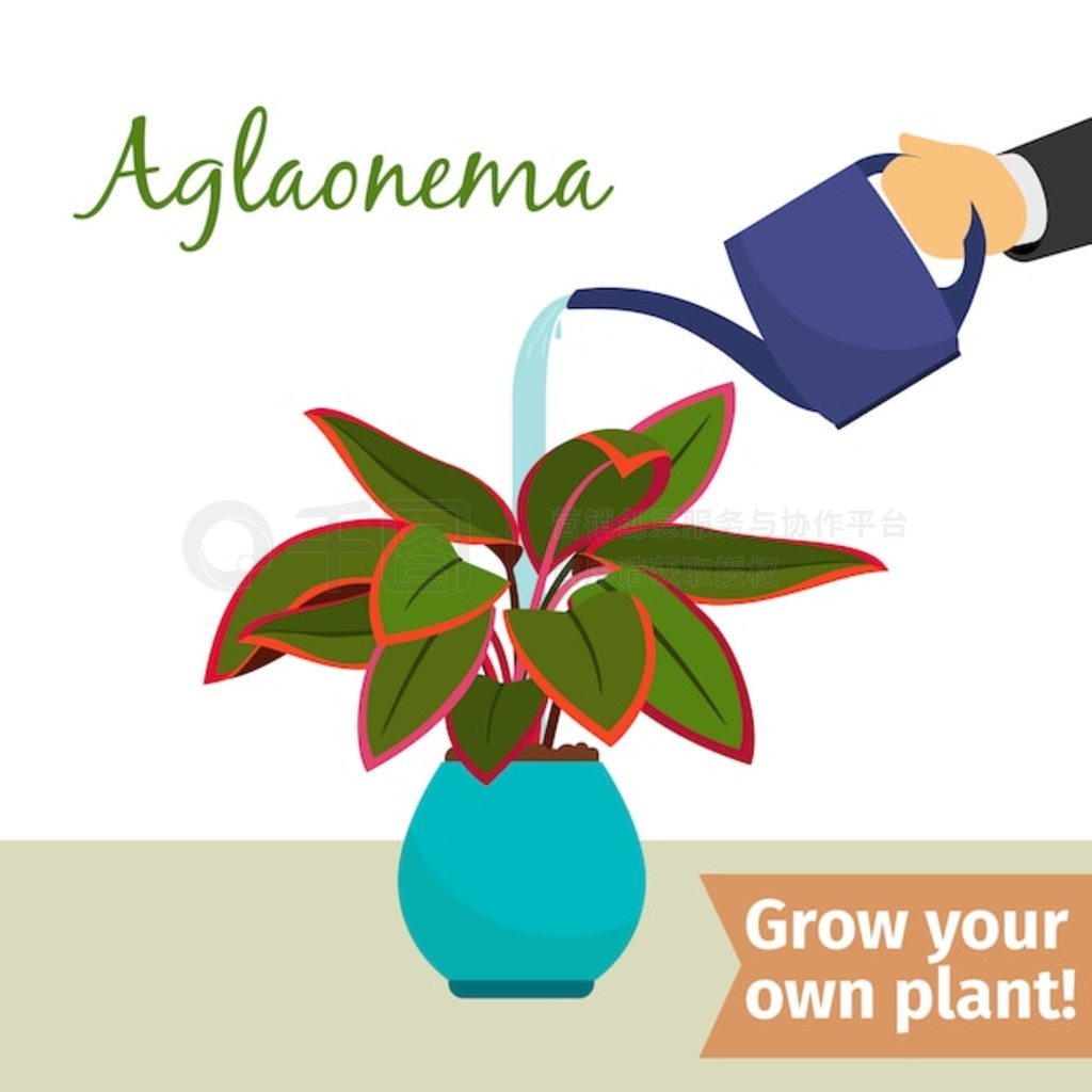 ֽˮ aglaonema ֲ