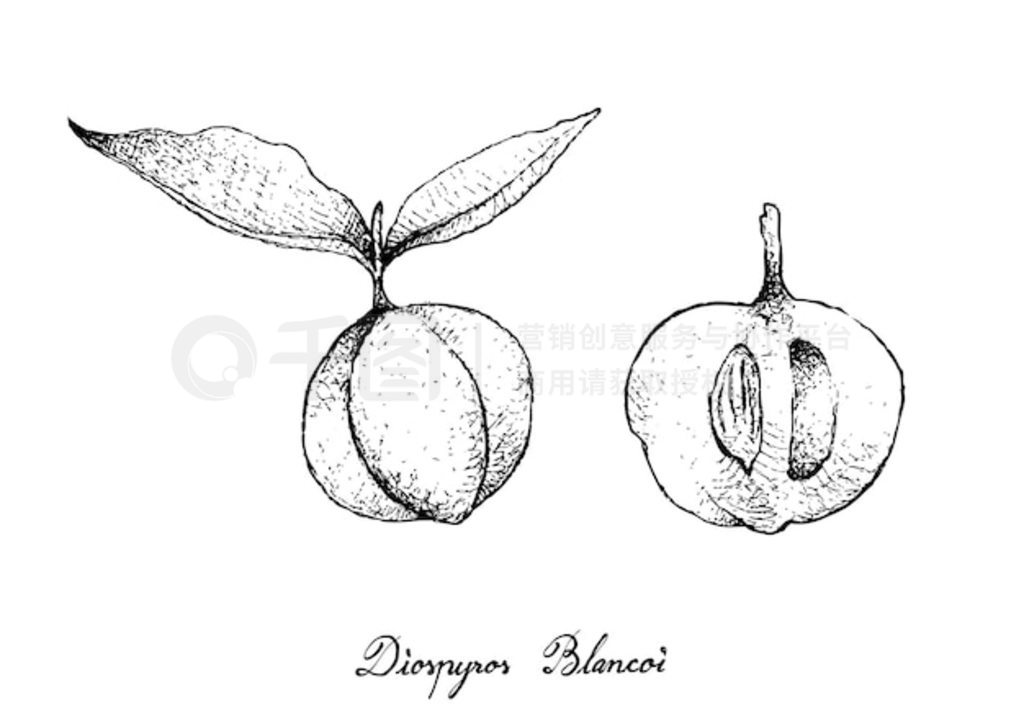 Diospyros Blancoi ˮֻ