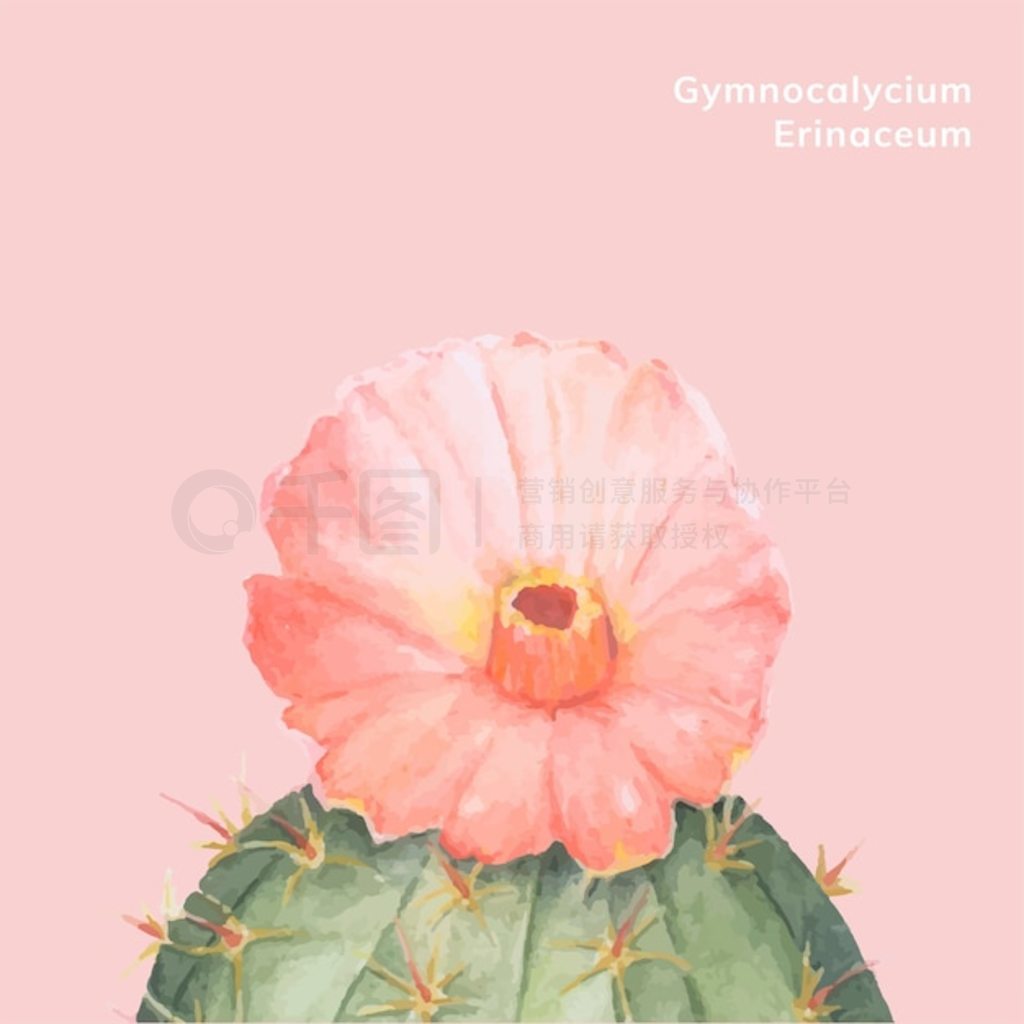 ֻgymnocalycium erinaceum °