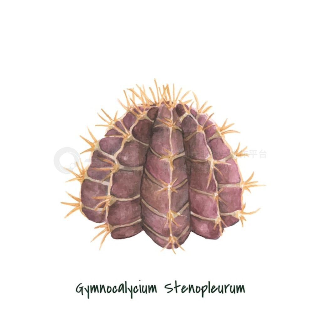 ֻgymnocalycium stenopleurum