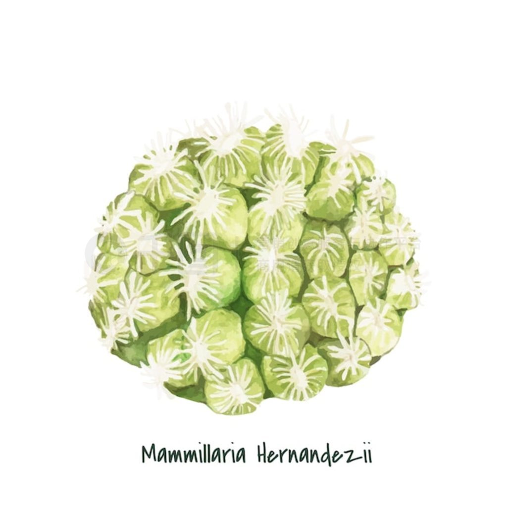 ֻ mammillaria hernandezii 