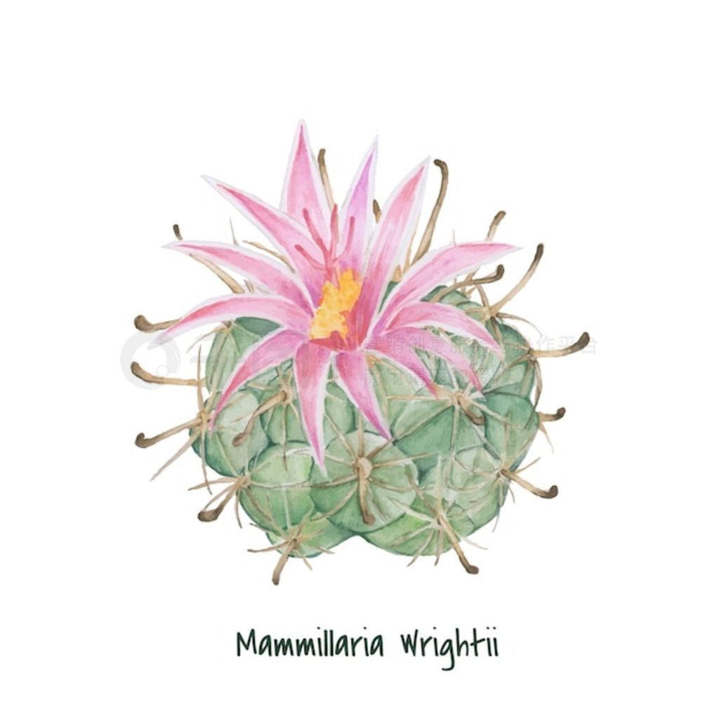 ֻ mammillaria wrightii 