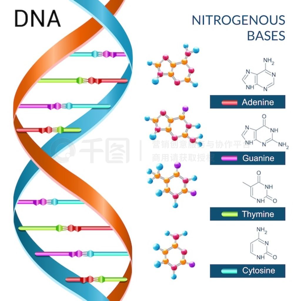 DNA 