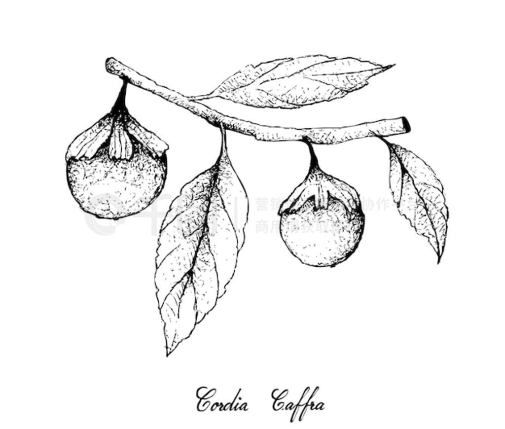  Cordia Caffra ʵֻ