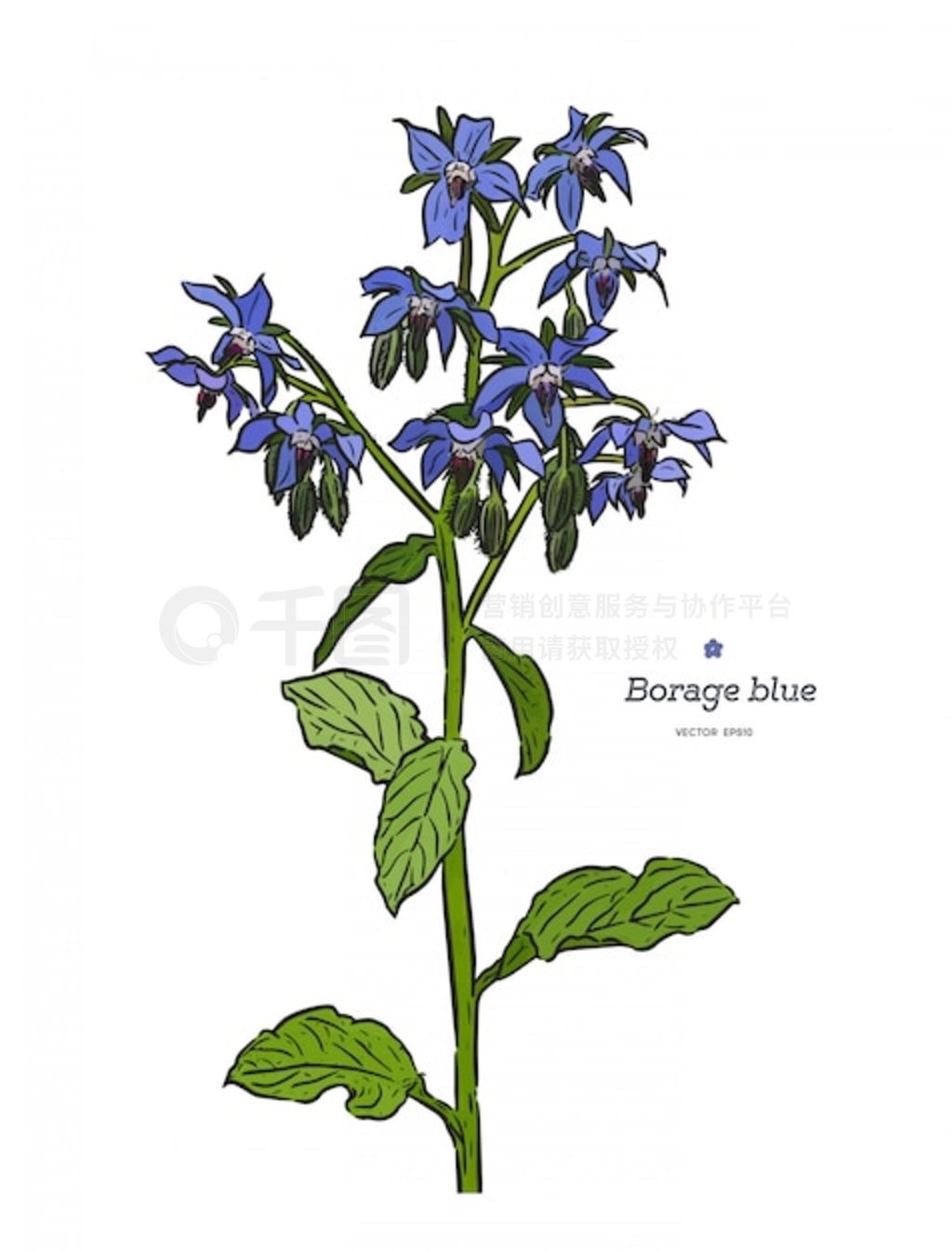 ģBorago officinalisǻֻͼҩݺϡɫĻͻٸװֲŲʸ