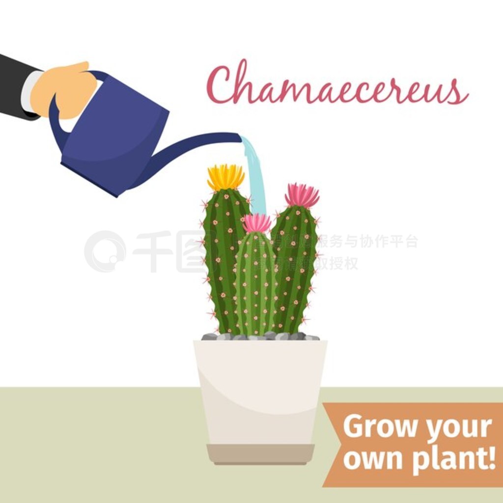 ֽˮ Chamaecereus ֲ