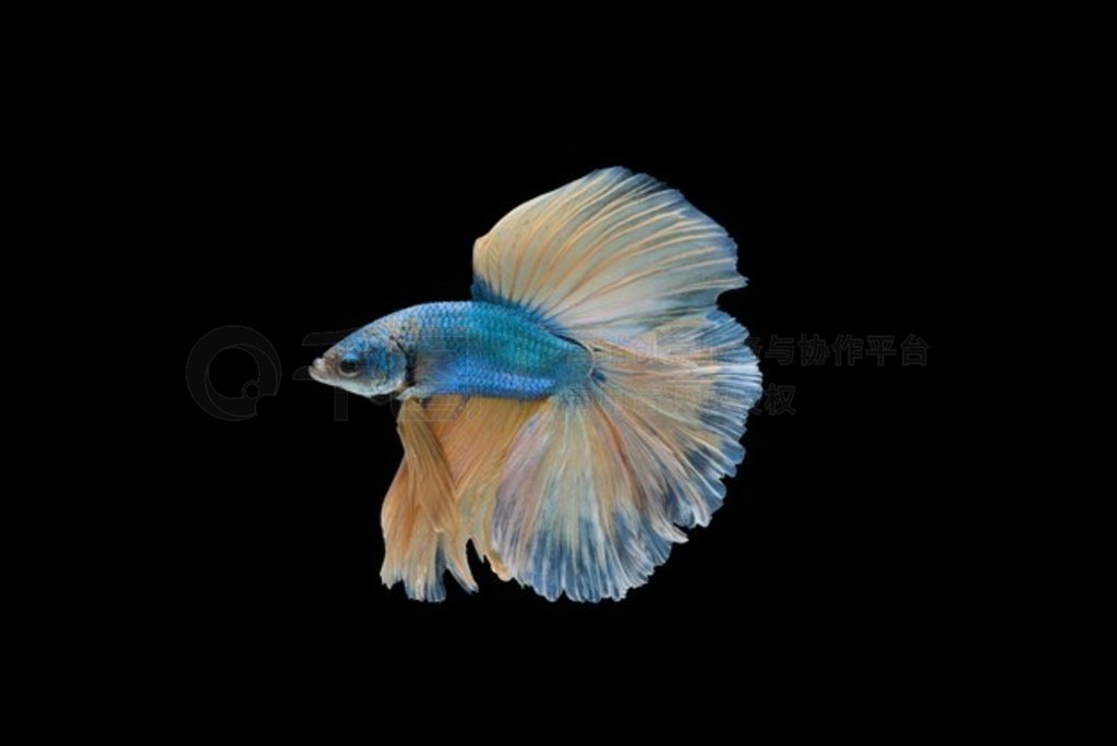  Betta ܸܸݻ޶