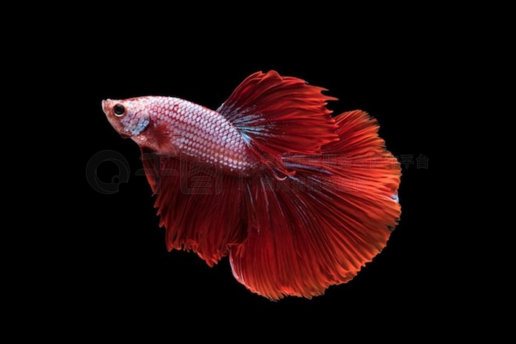  Betta ܸܸݻ޶