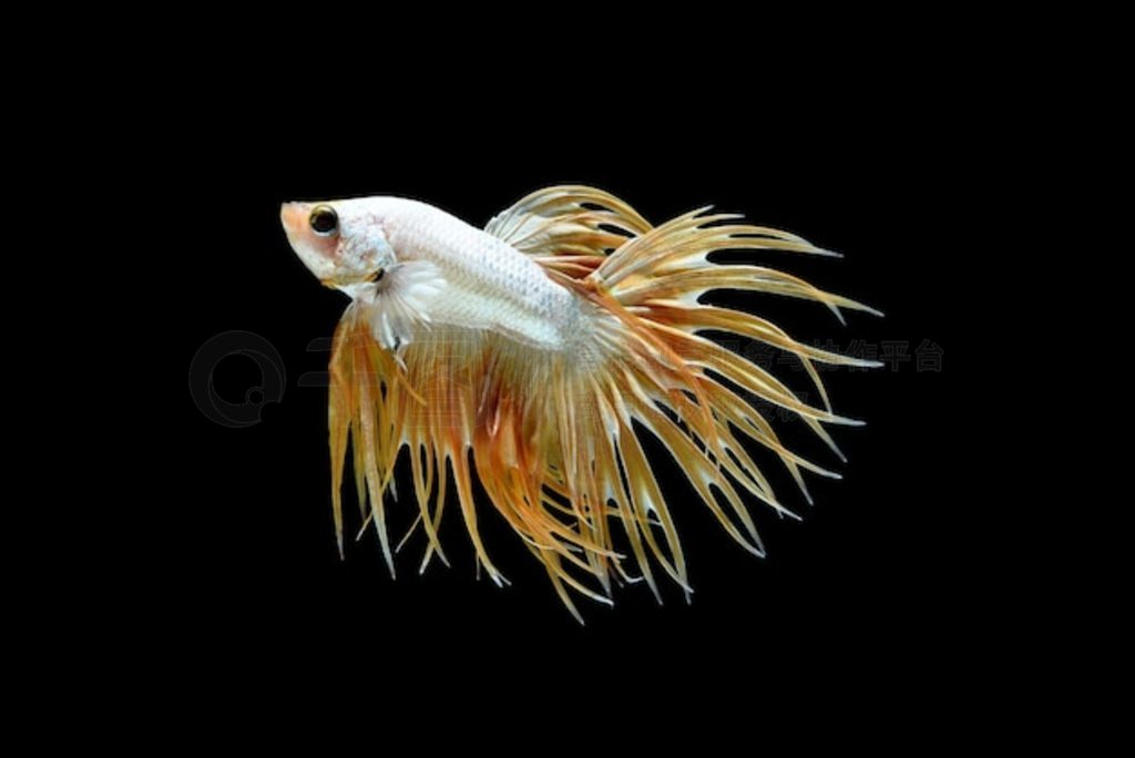 Թβ Betta splendens ޶