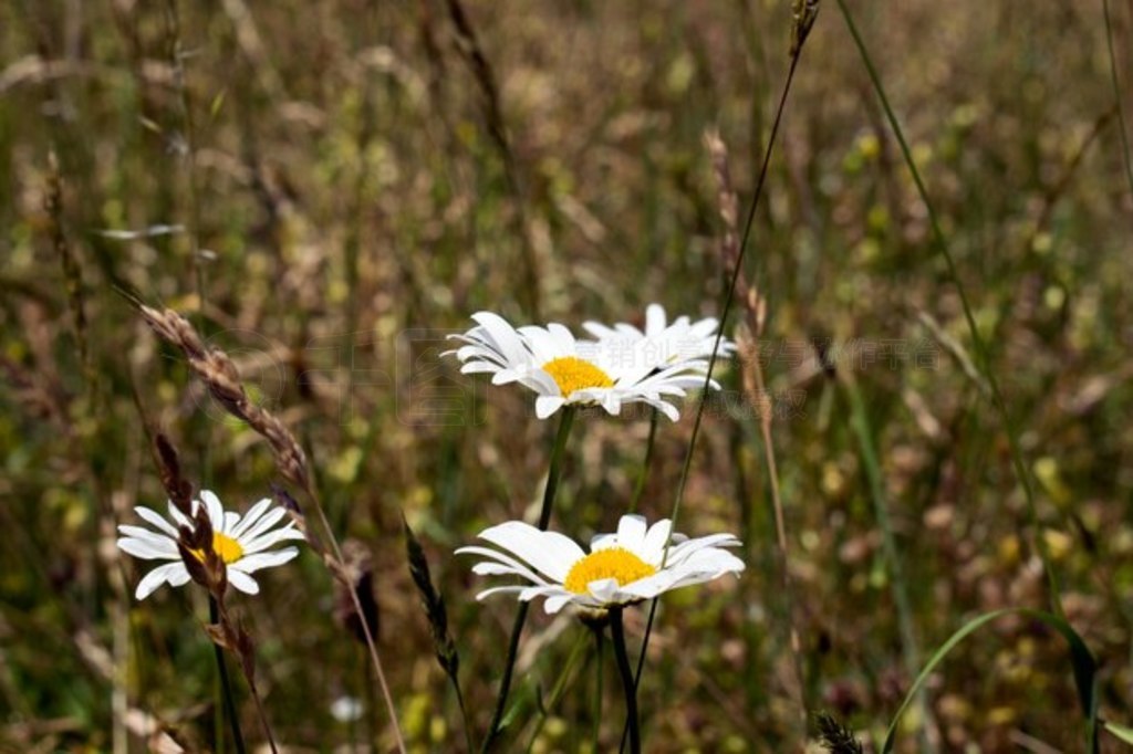 ݵϵͨ (Bellis perennis)