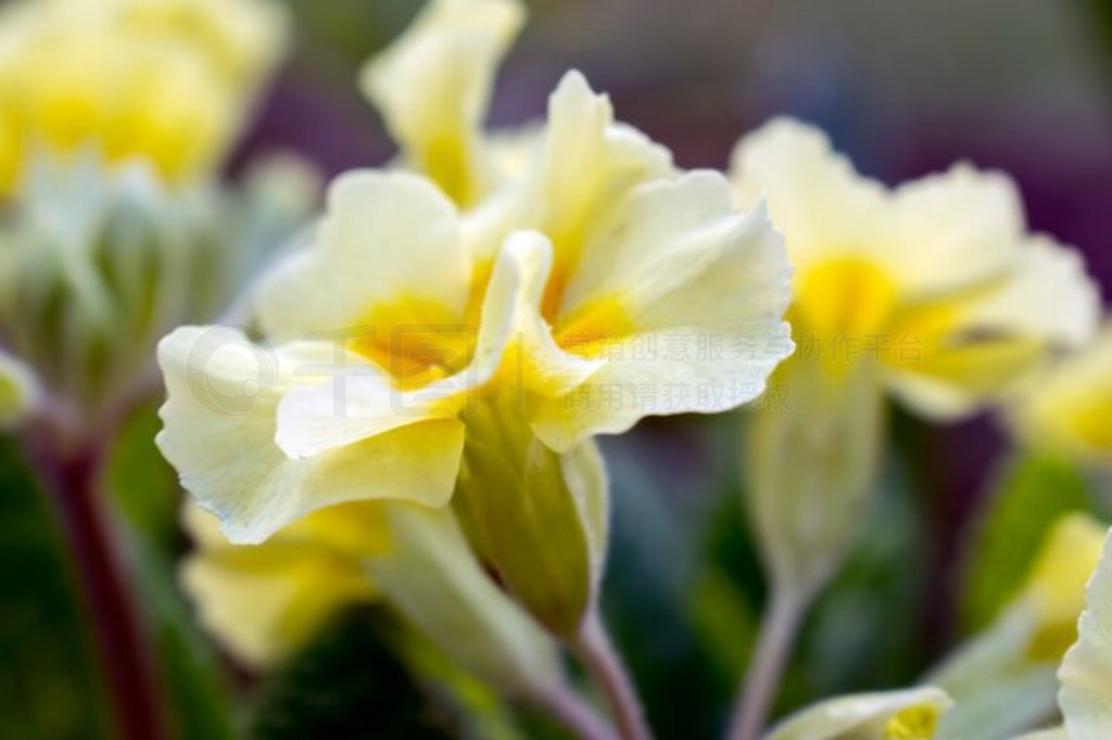 ɫ䱨 (Primula Vulgaris)