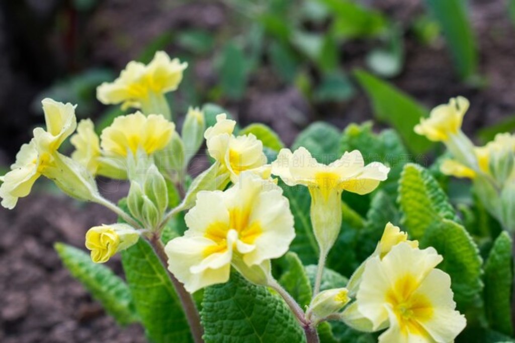 ɫ䱨 (Primula Vulgaris)