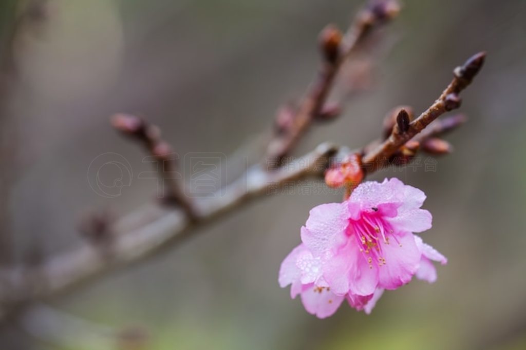 λ Doi Ang Khang ϵҰϲӣ