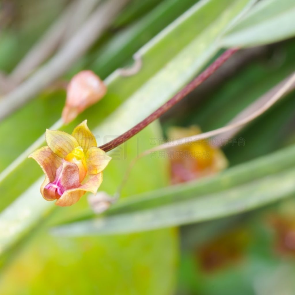 ̩ Bulbophyllum capillipes Ұ