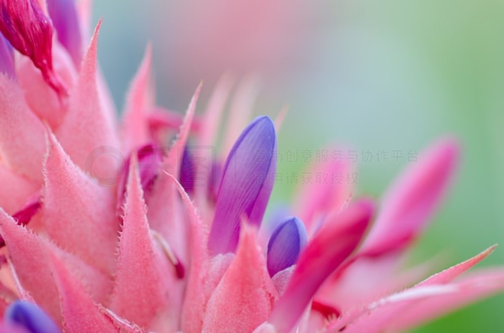  (Aechmea fasciata)