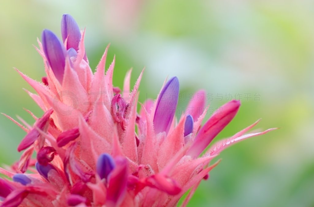  (Aechmea fasciata)