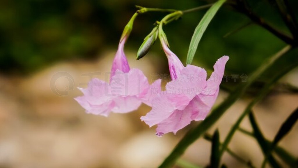 Zephyranthes ٺϵд