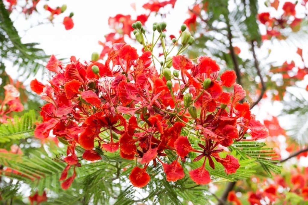 ľ (Delonix regia)