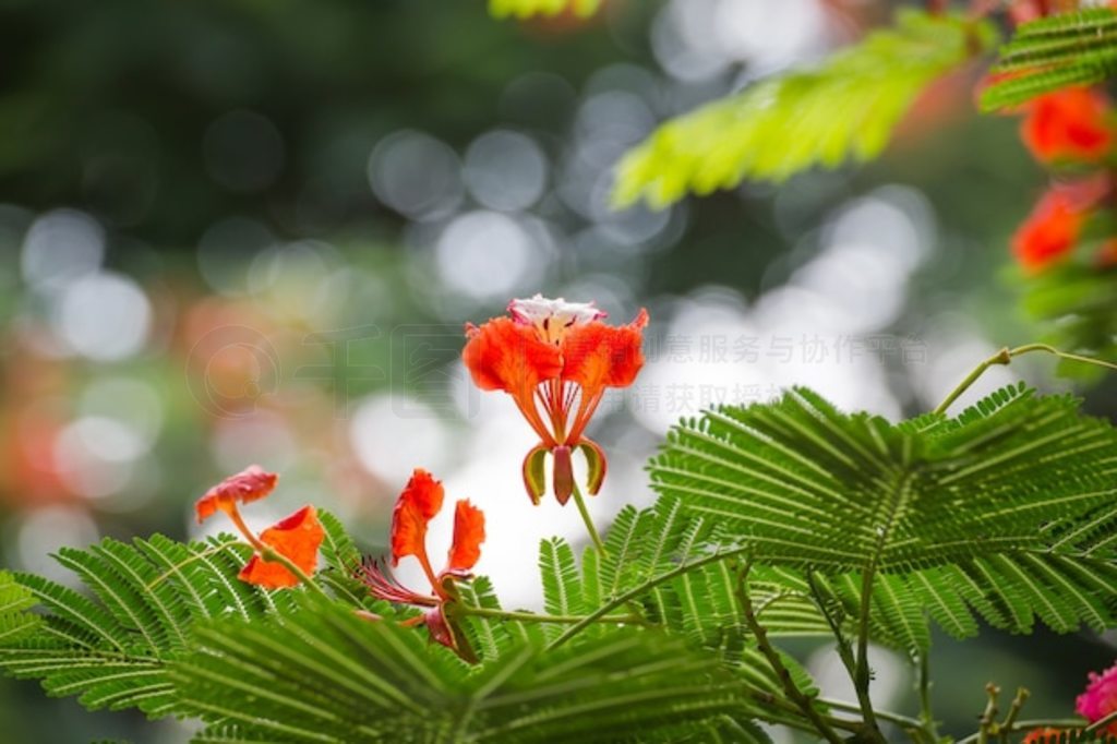 ľ (Delonix regia)