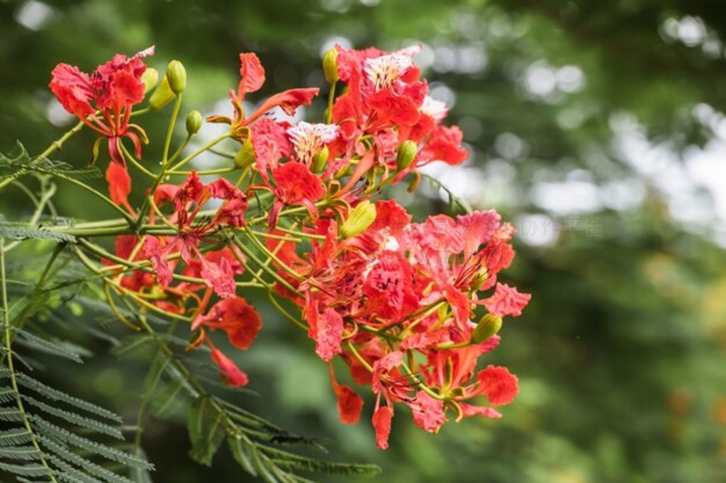 ľ (Delonix regia)