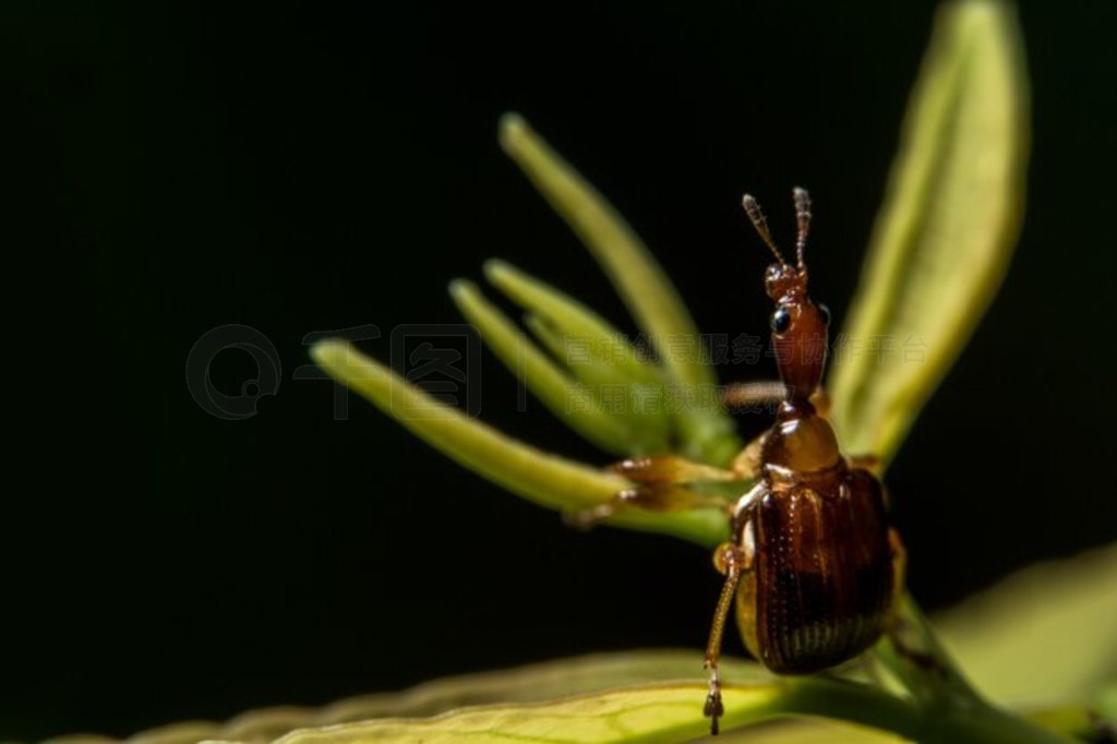 Ҷϵĺ Curculionoidea