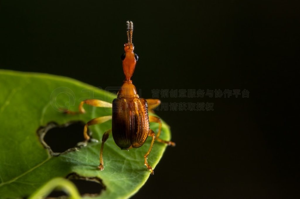 Ҷϵĺ Curculionoidea