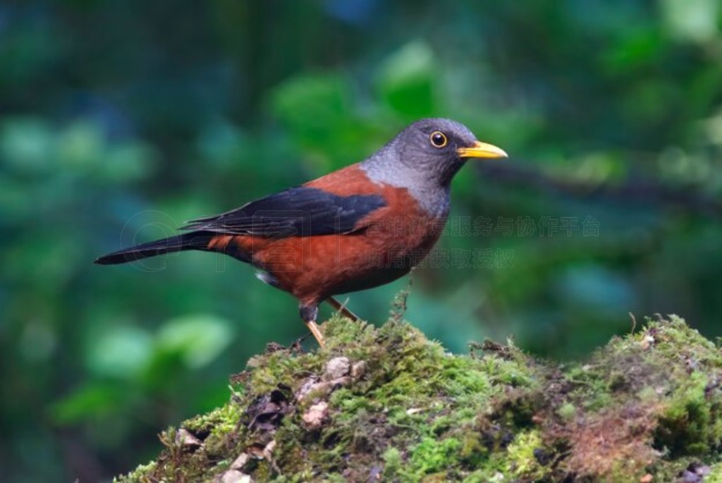  Turdus rubrocanus ̩